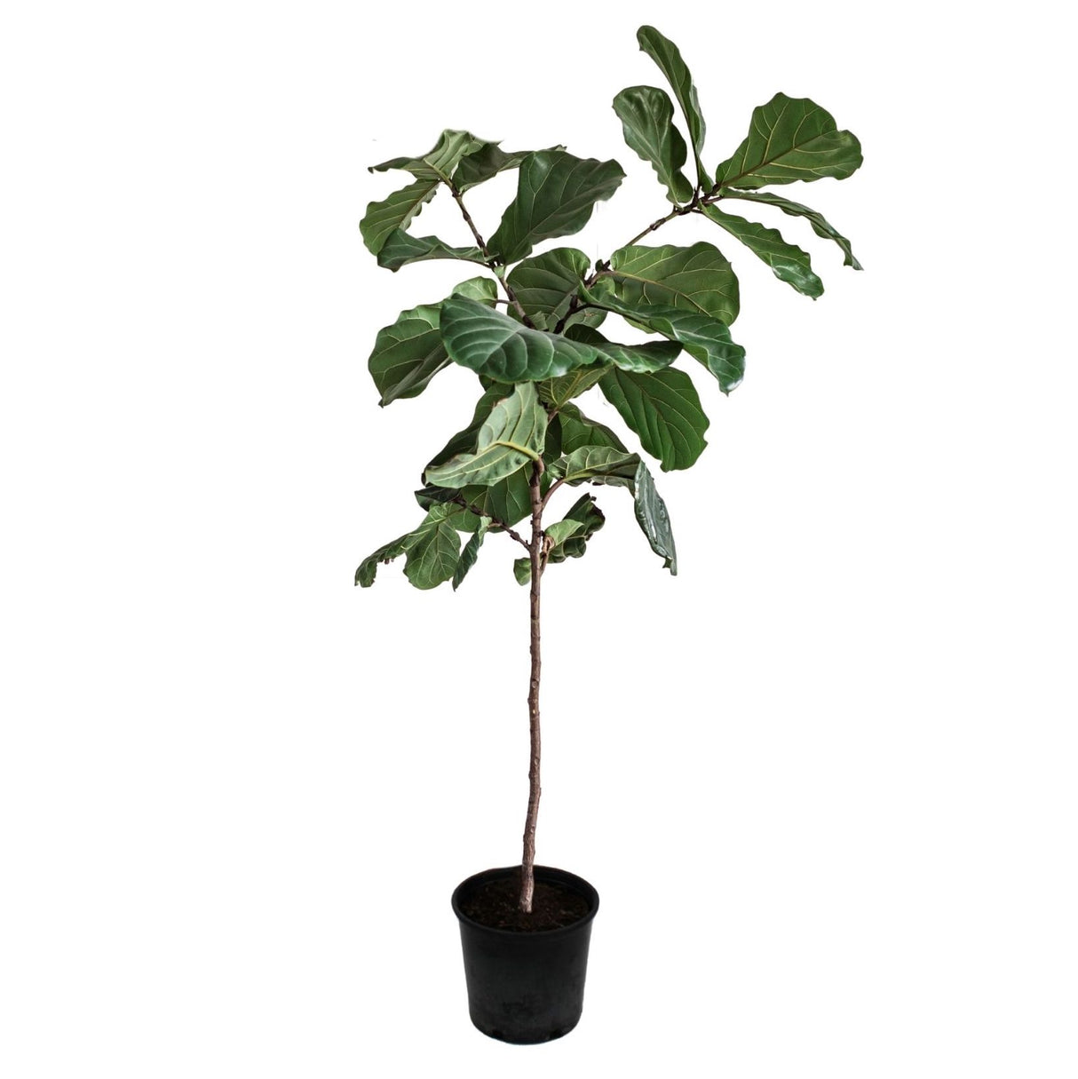 massive fiddle leaf fig tree in nursery planter hide