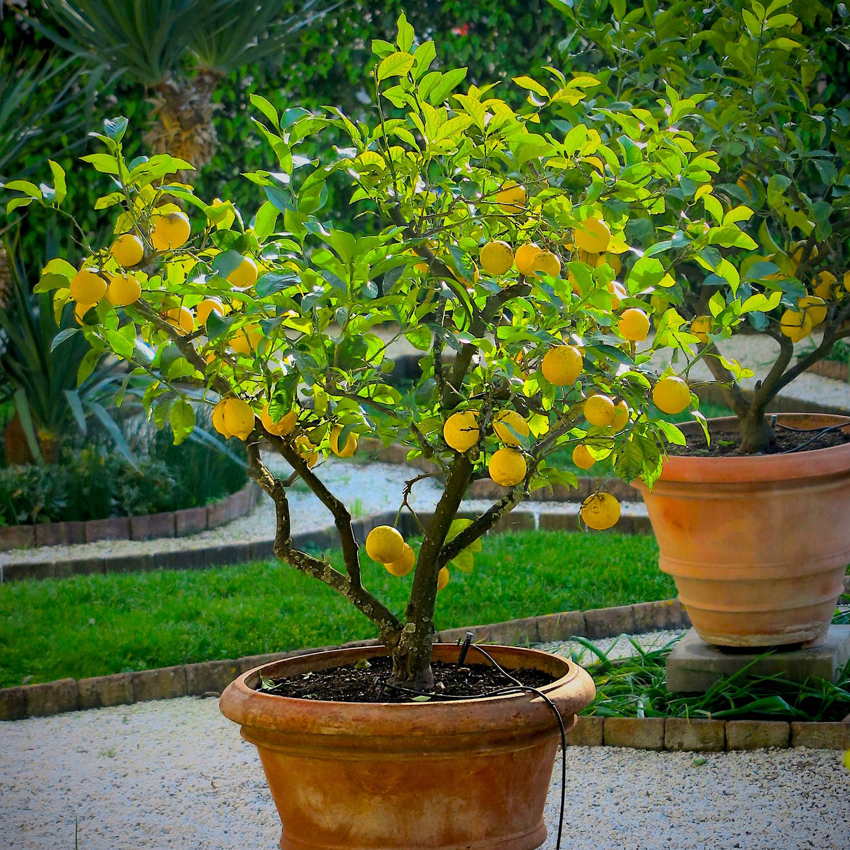 Improved Meyer Lemon Tree