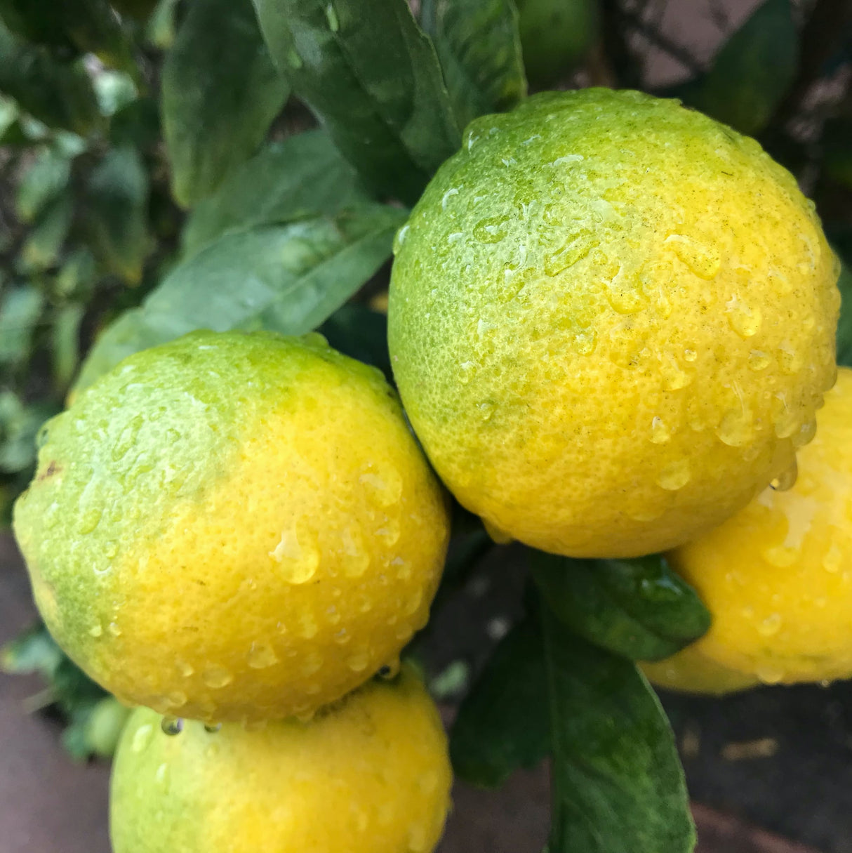 Meyer lemons, mature with just a little green left as they're ripening