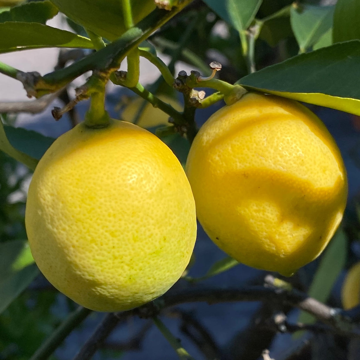 Meyer lemons close up view, ripe and yellow, still on the branch with green foliage.