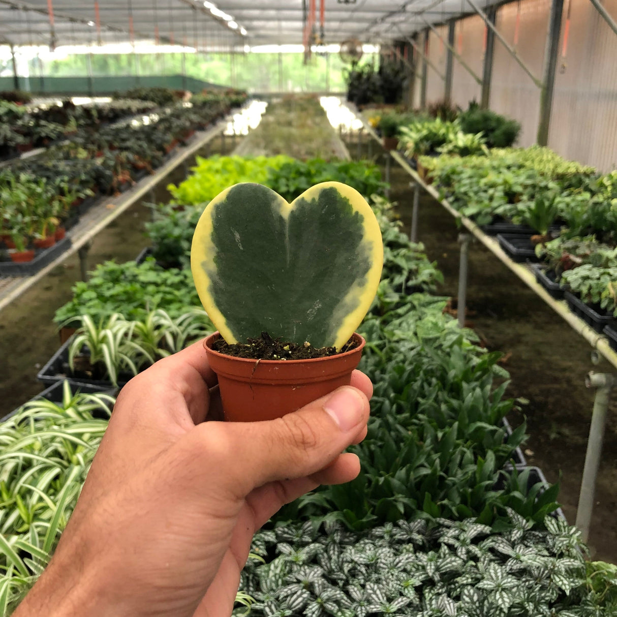 person's hand holding a mini heart houseplant in a 2 inch pot with rows of plant nursery plants in the background