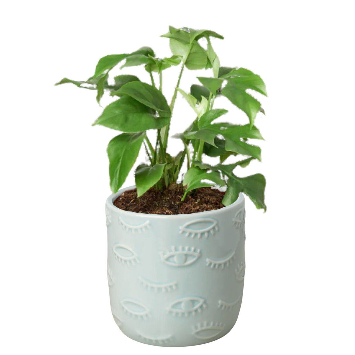 Rhaphidophora Tetrasperma "Mini Monstera" houseplant in eyes planter on white background