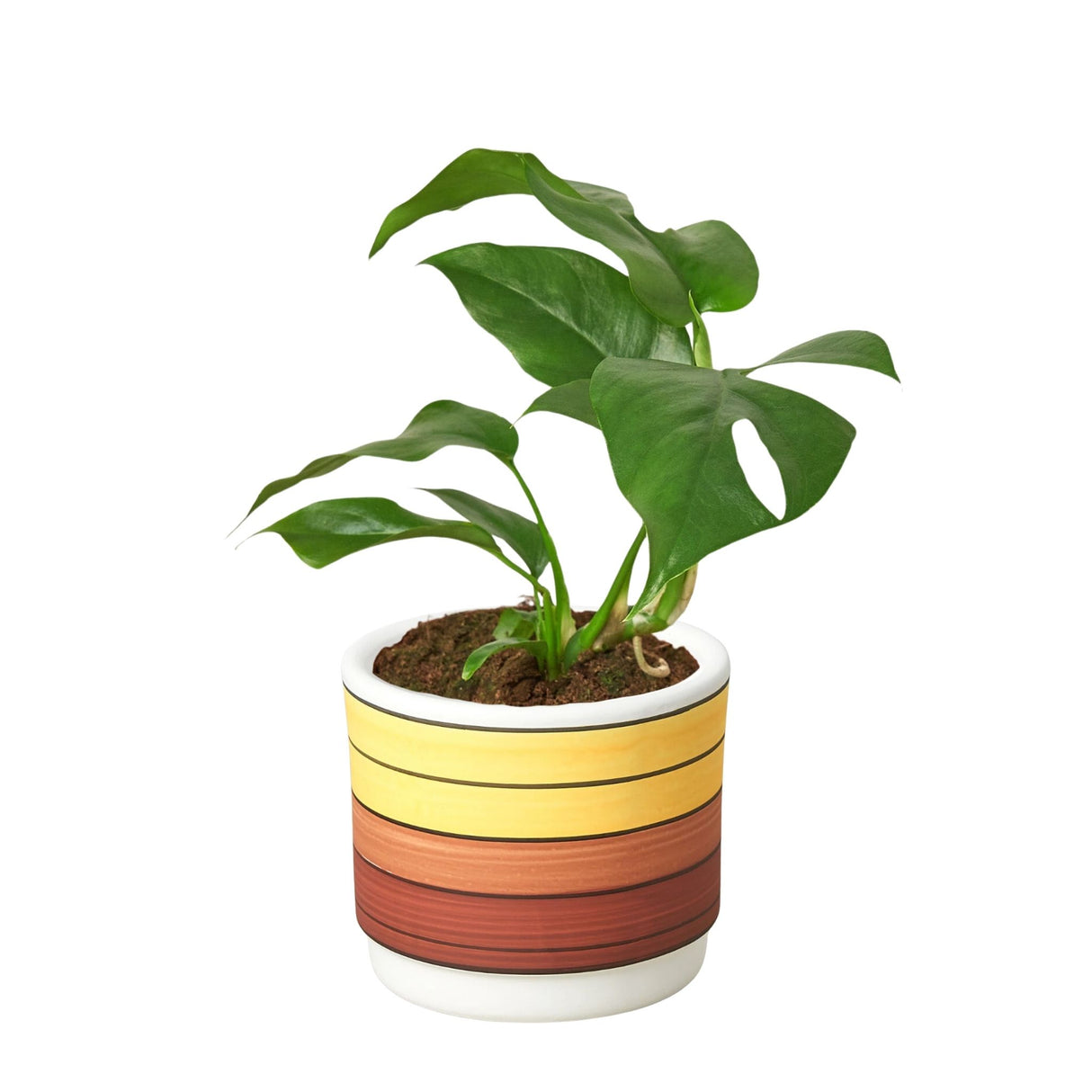 Rhaphidophora Tetrasperma "Mini Monstera" houseplant in yellow polychrome planter on white background