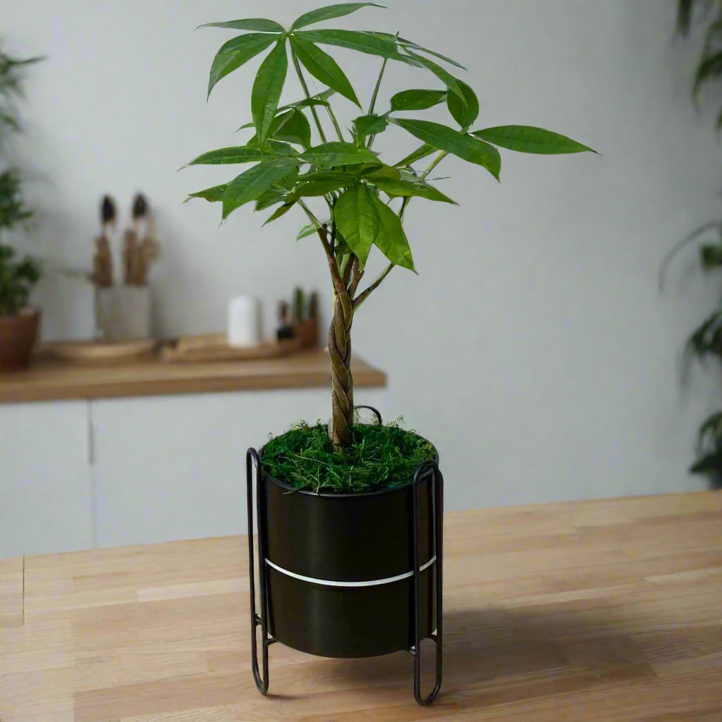 green money tree plant on white countertop in black planter