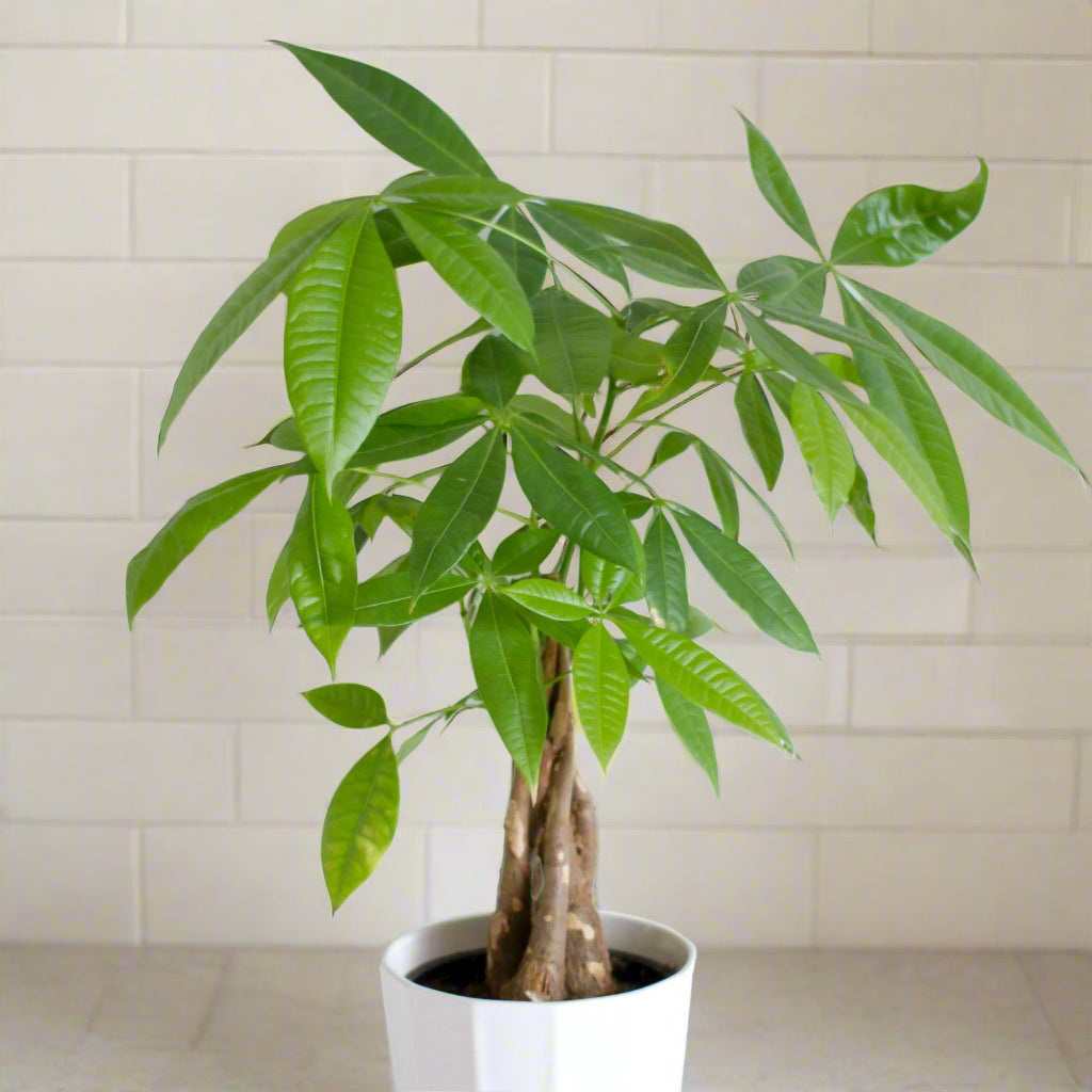 guiana chestnut pachira money tree in a white planter with a blurred white tile backsplash background