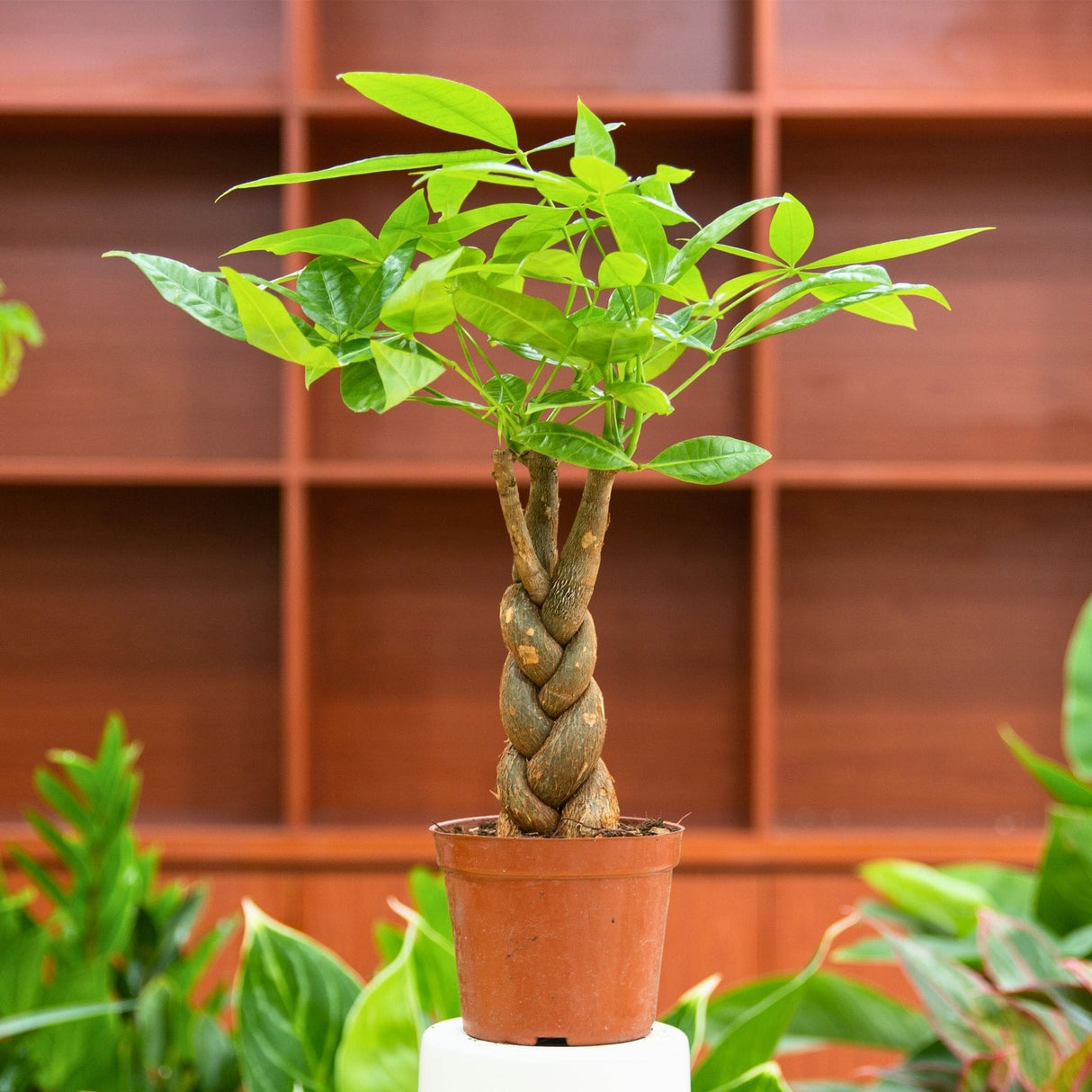 guiana chestnut pachira money tree in a nursery pot with empty bookshelves in the background and other blurred plants below.