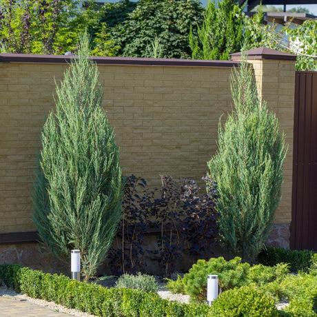 Moonglow Juniper Trees along a brick wall.