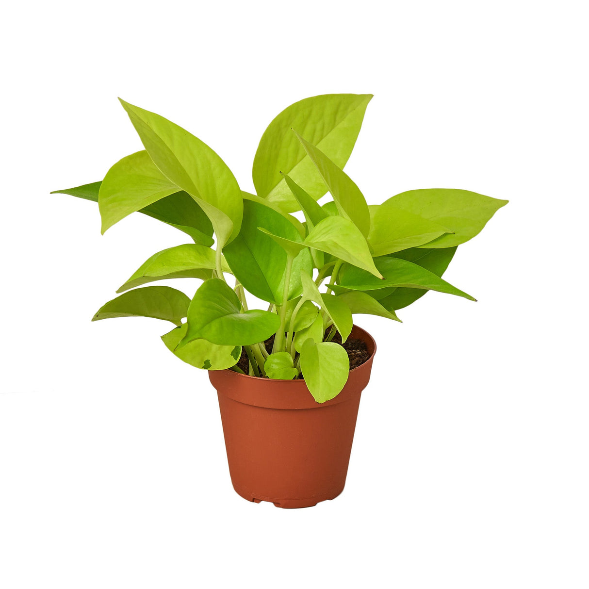 Neon pathos plant with bright neon green leaves on a white background