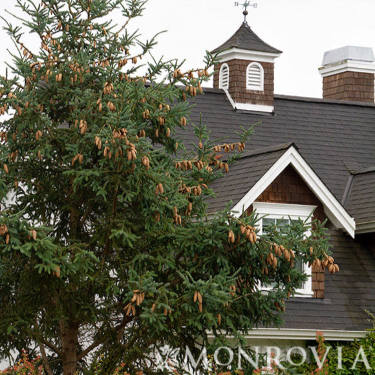 Norway Spruce with green foliage growing beside a house with a brown roof and white trim.