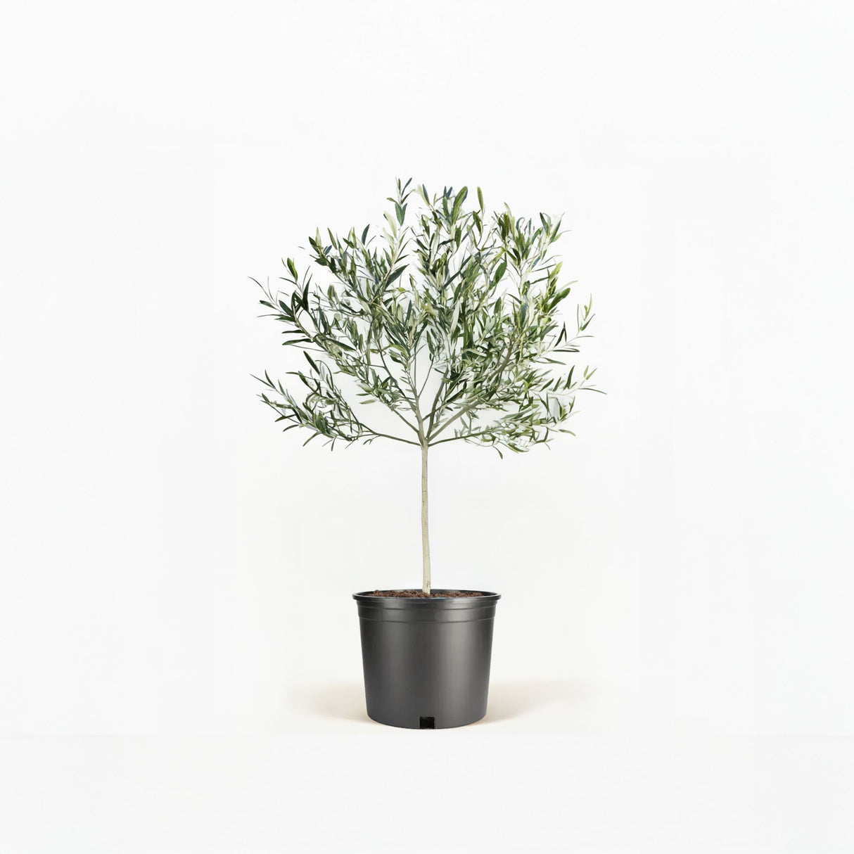 Arbequina Olive Tree in Pot
