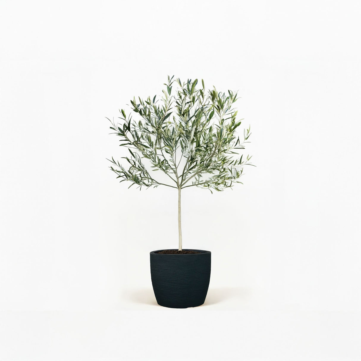 Arbequina Olive Tree in Pot