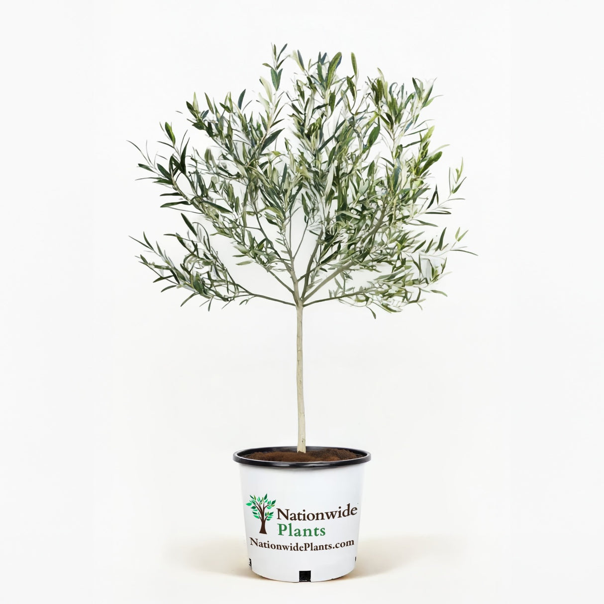 Arbequina Olive Tree in Pot