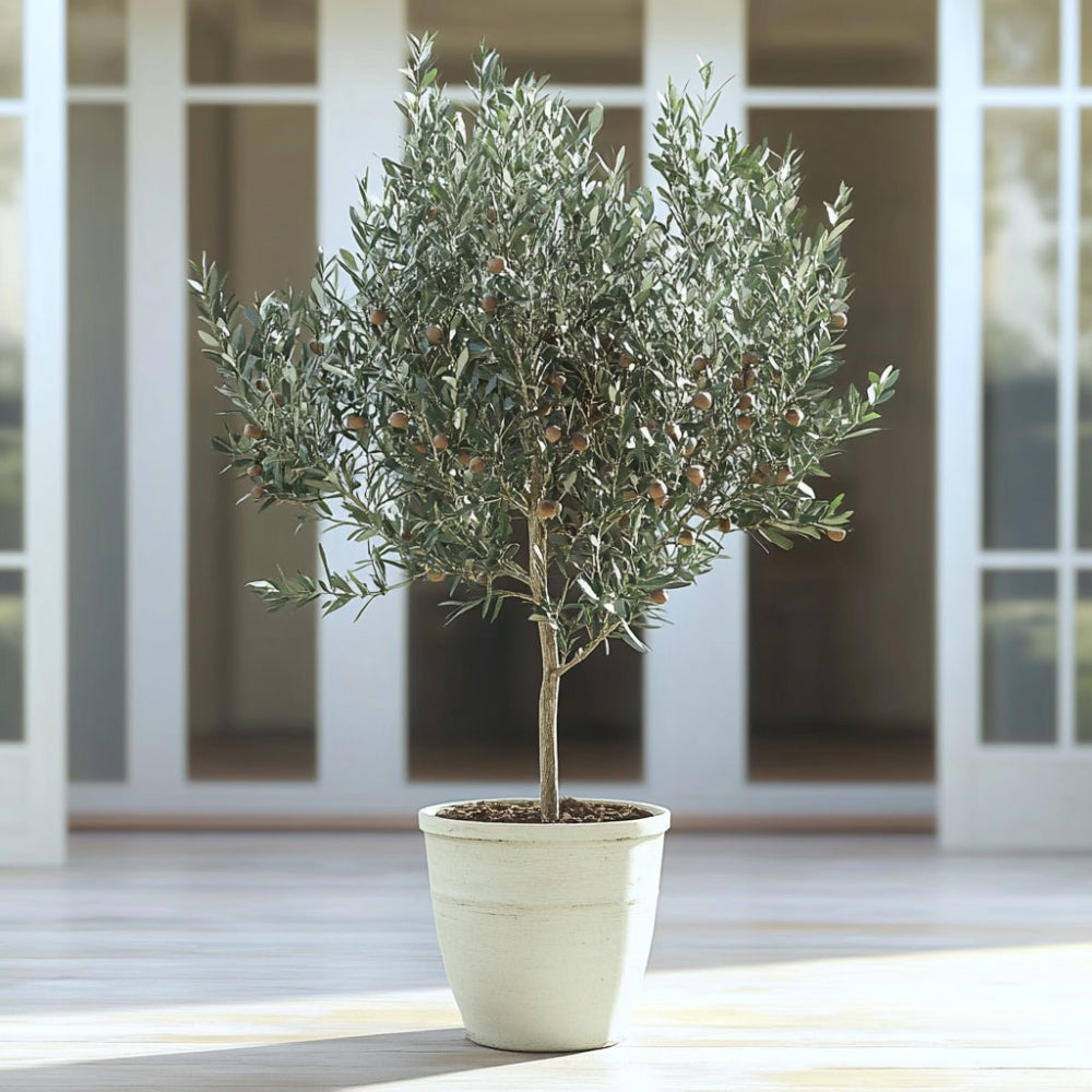 Arbequina Olive Tree on Patio