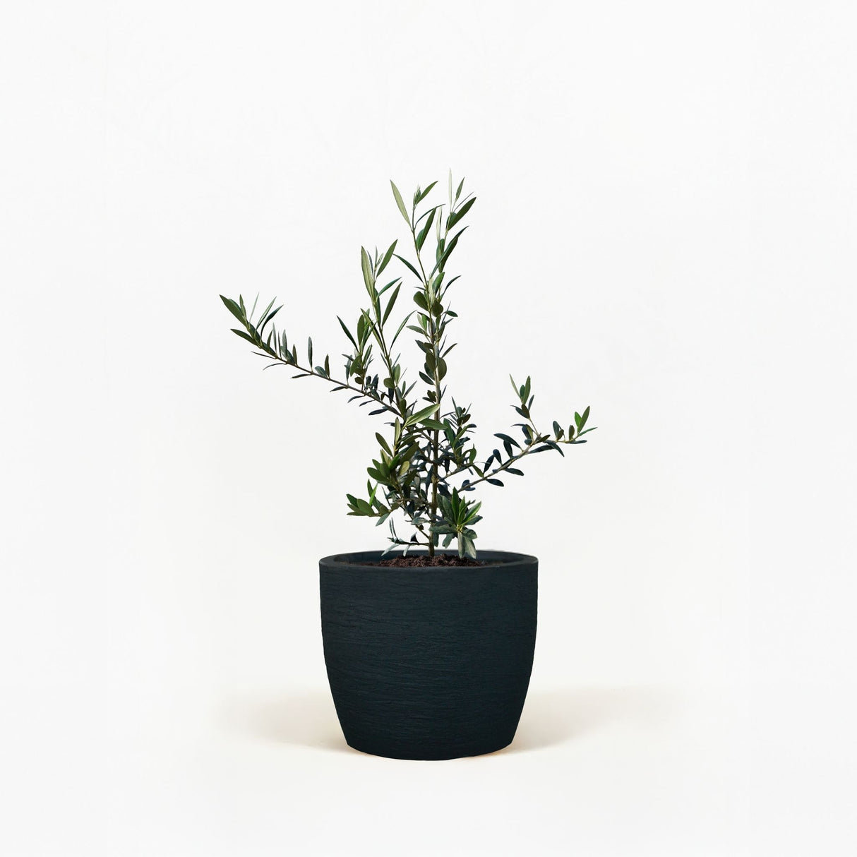 Arbequina Olive Tree in Pot