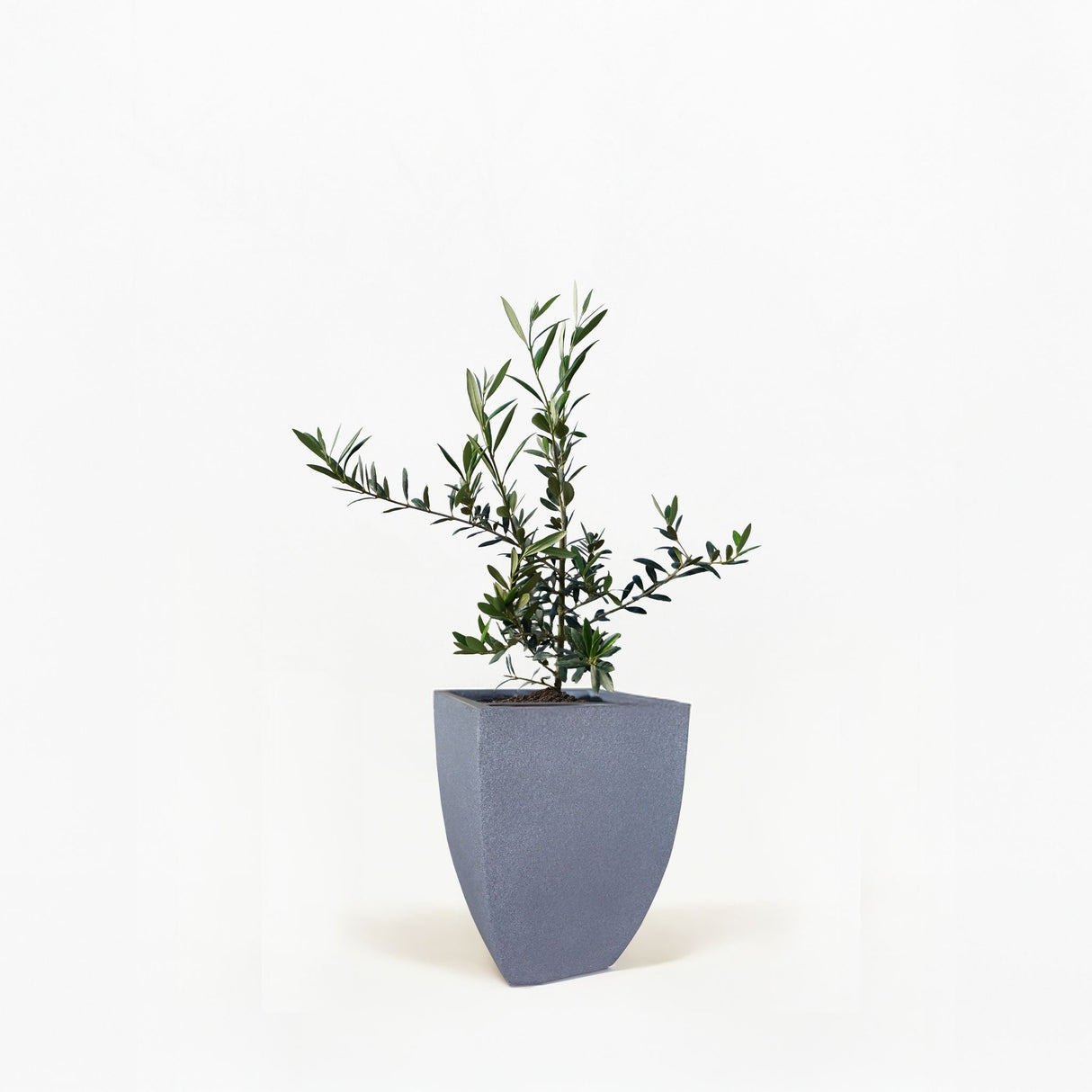 Arbequina Olive Tree in Pot