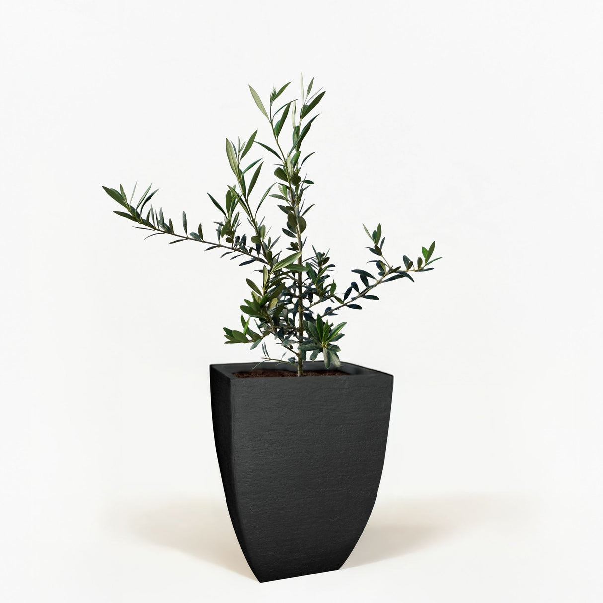 Arbequina Olive Tree