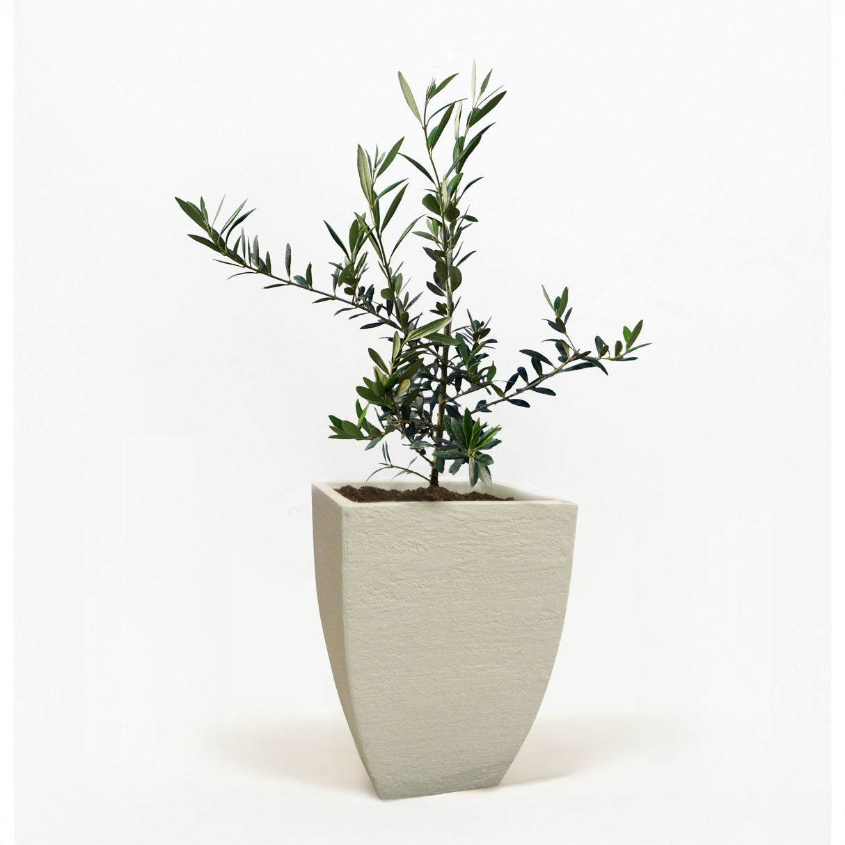 Arbequina Olive Tree