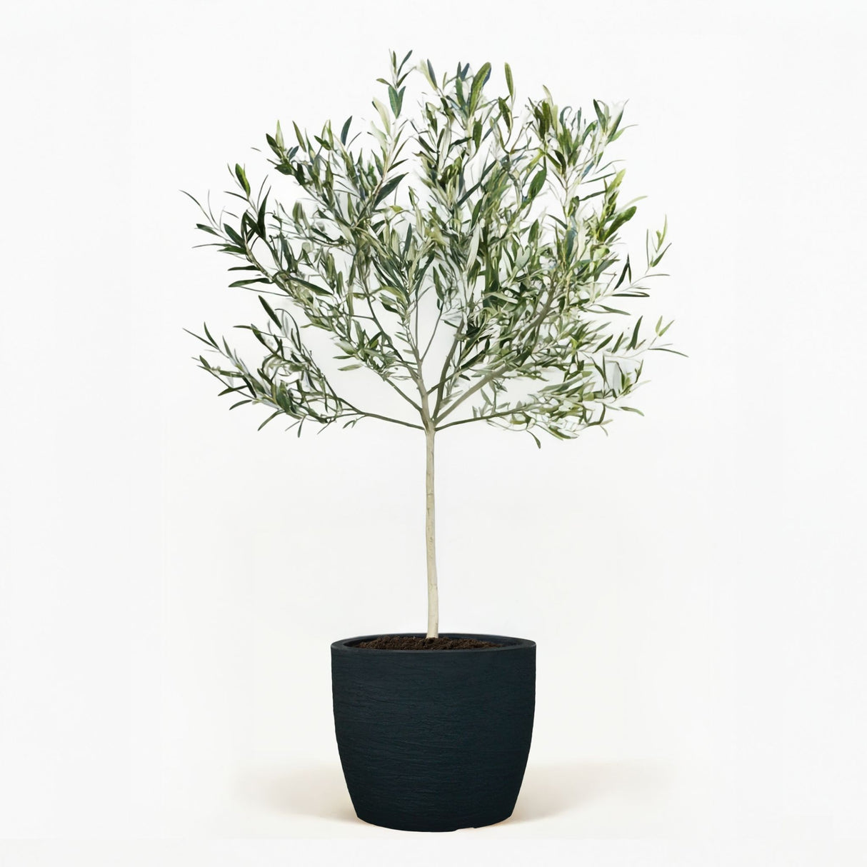Arbequina Olive Tree