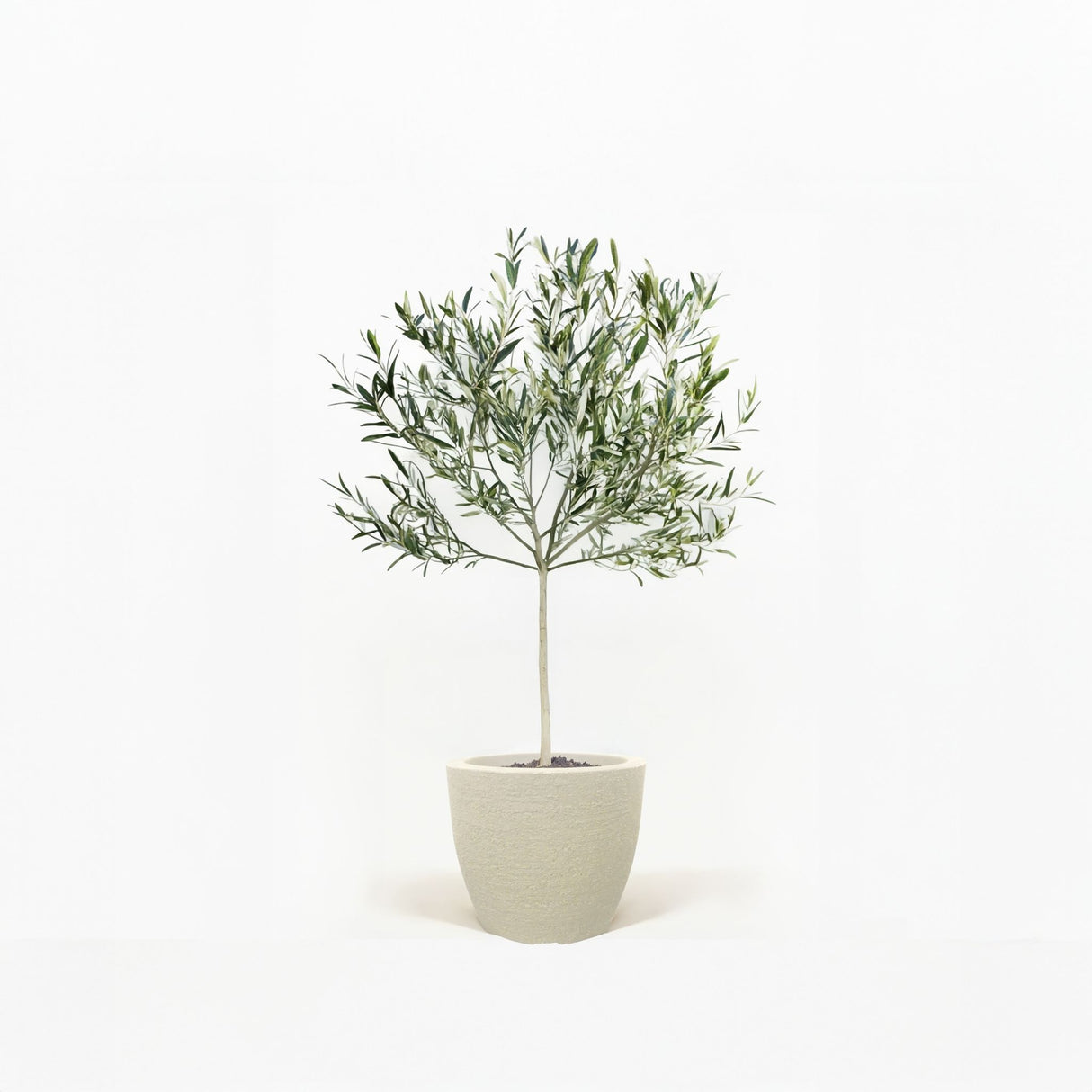 Arbequina Olive Tree in Pot