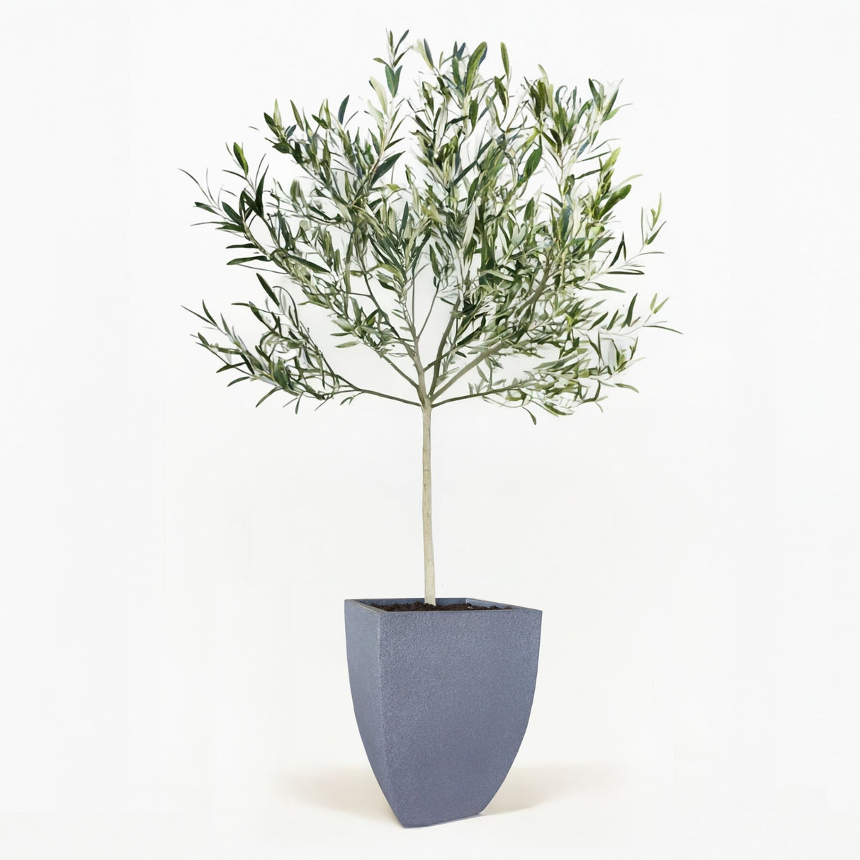 Arbequina Olive Tree