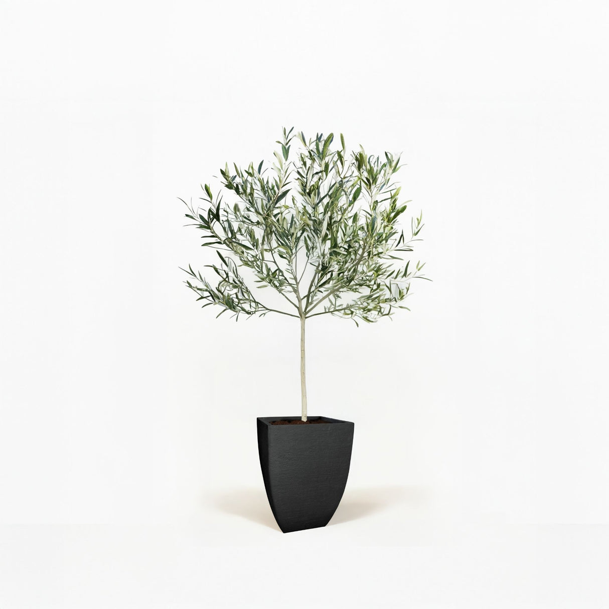 Arbequina Olive Tree in Pot