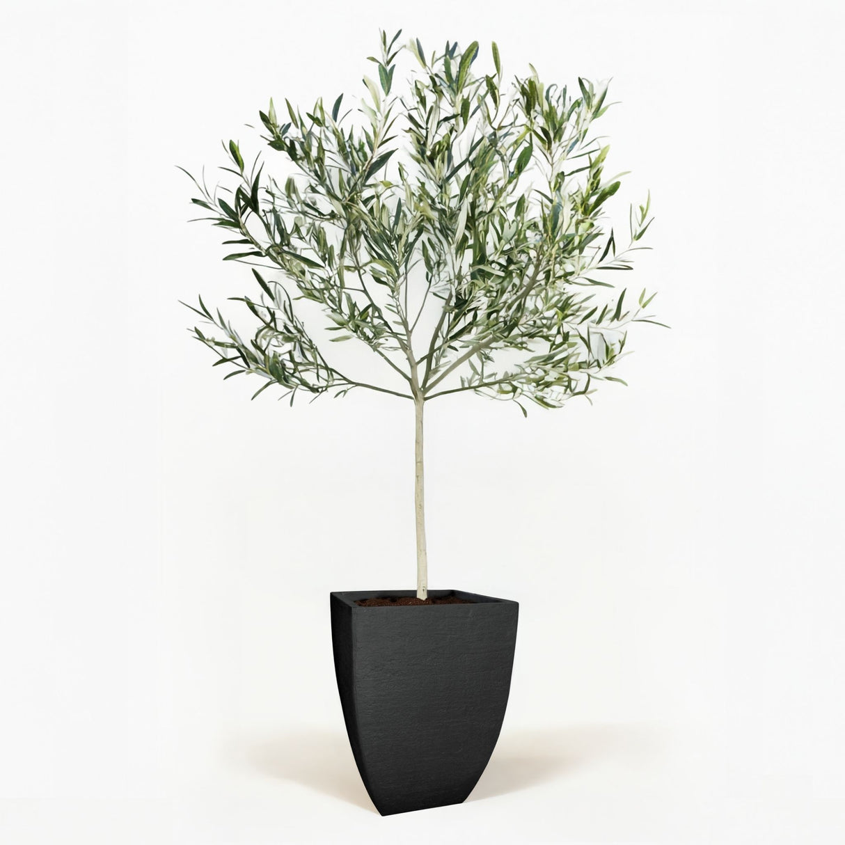 Arbequina Olive Tree