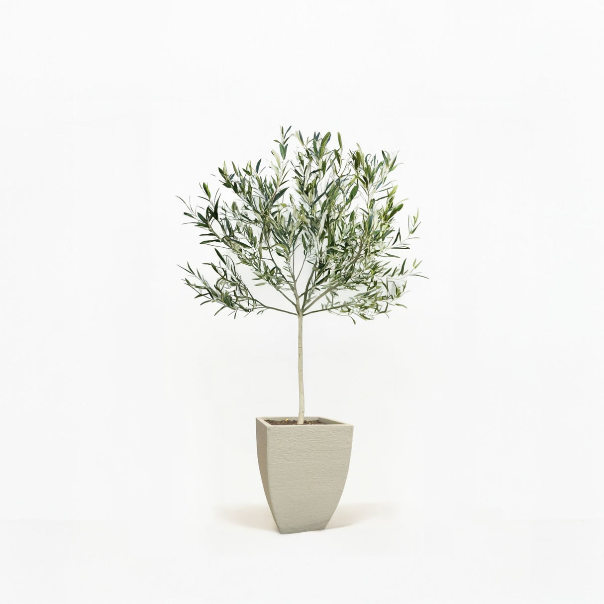 Arbequina Olive Tree in Pot