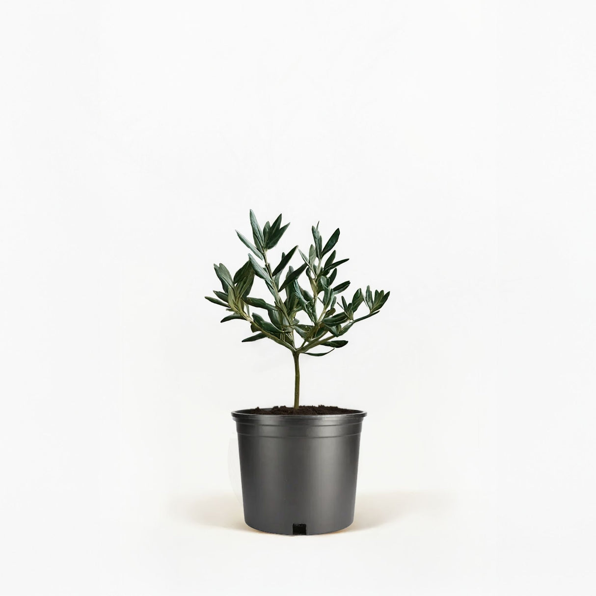 Arbequina Olive Tree in Pot