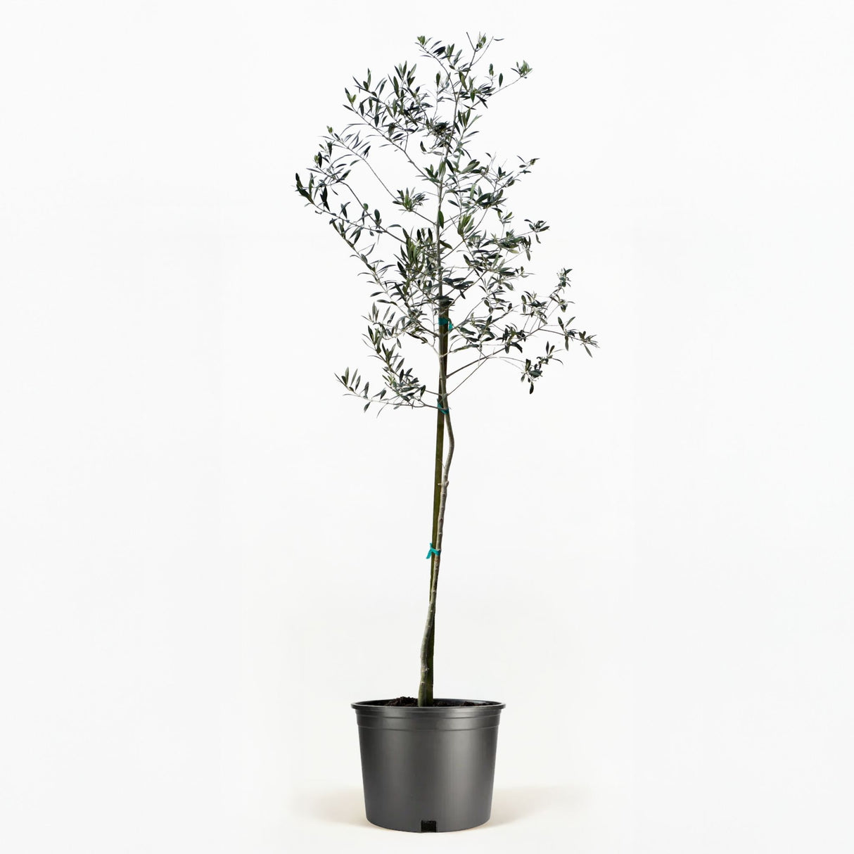Arbequina Olive Tree