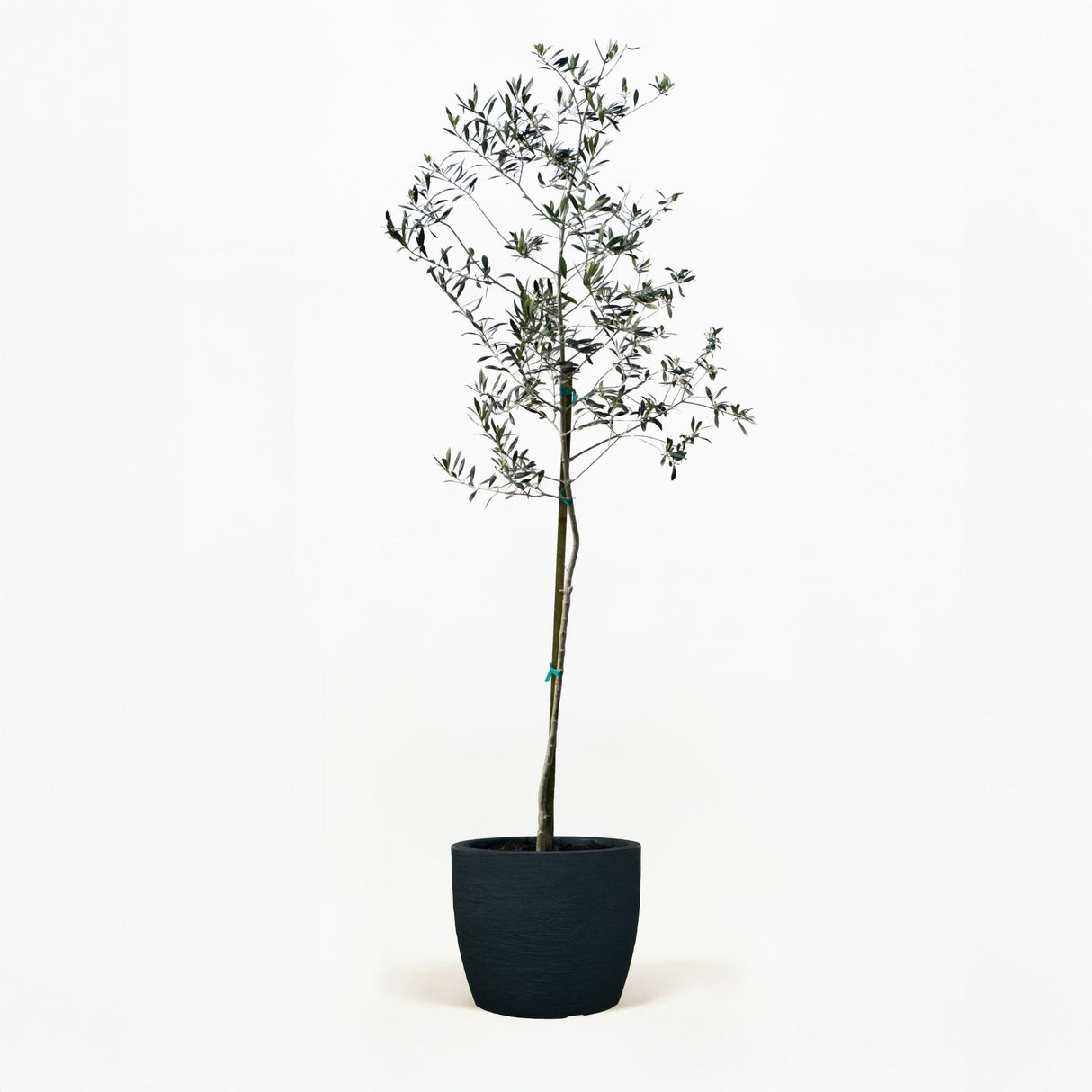 Arbequina Olive Tree in Pot