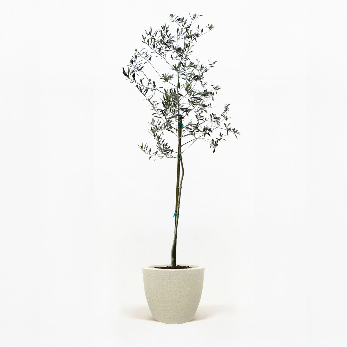 Arbequina Olive Tree in Pot