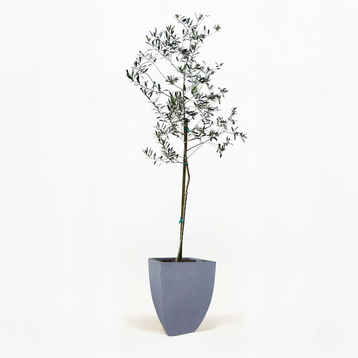 Arbequina Olive Tree in Pot