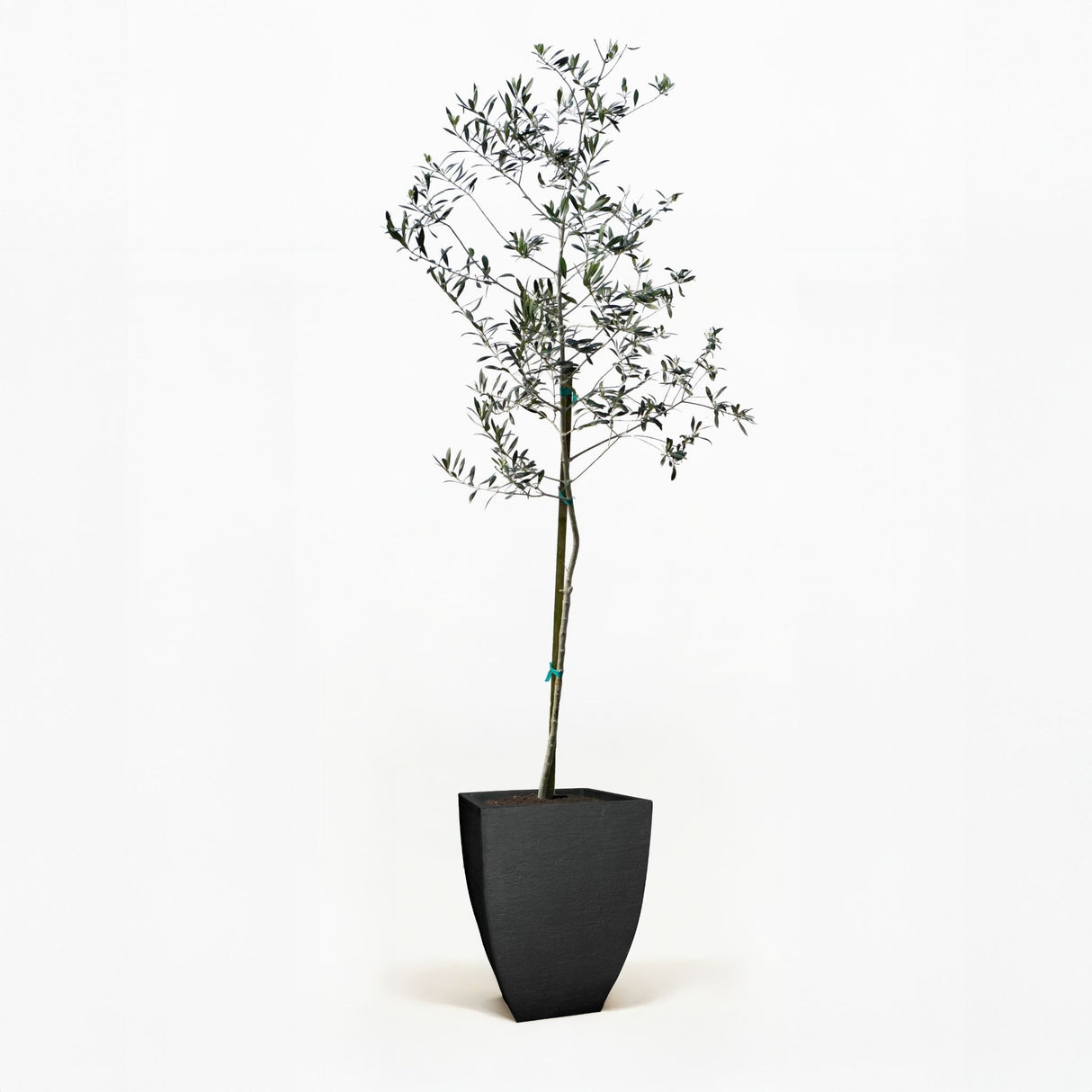 Arbequina Olive Tree in Pot