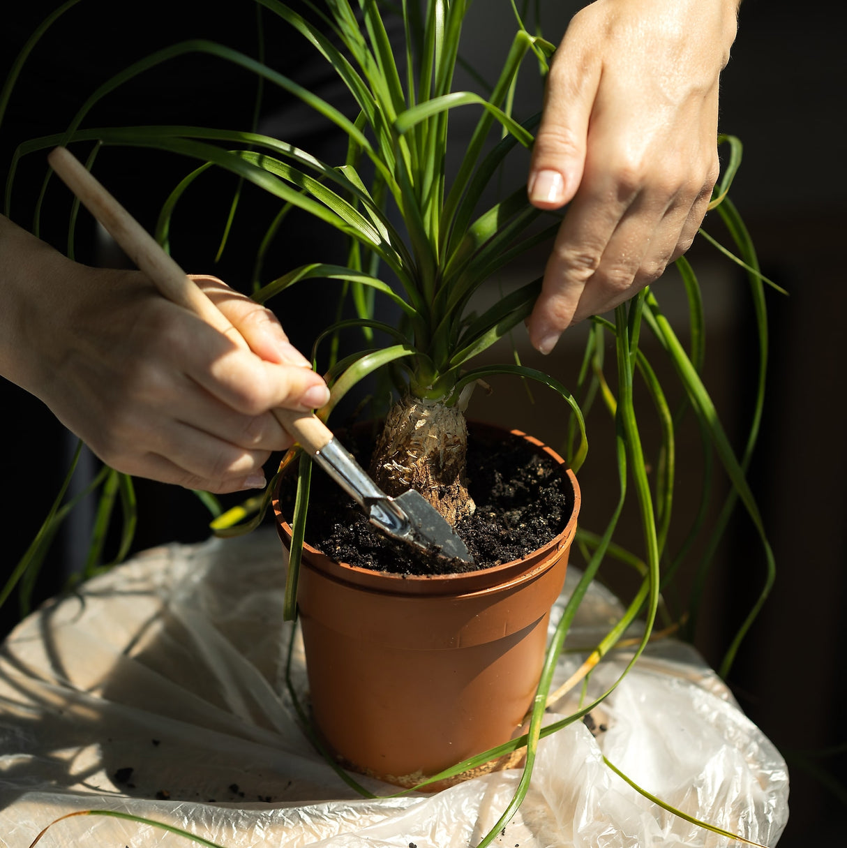 person taking care of a poneytail palm tree, repotting from its nursery planter.