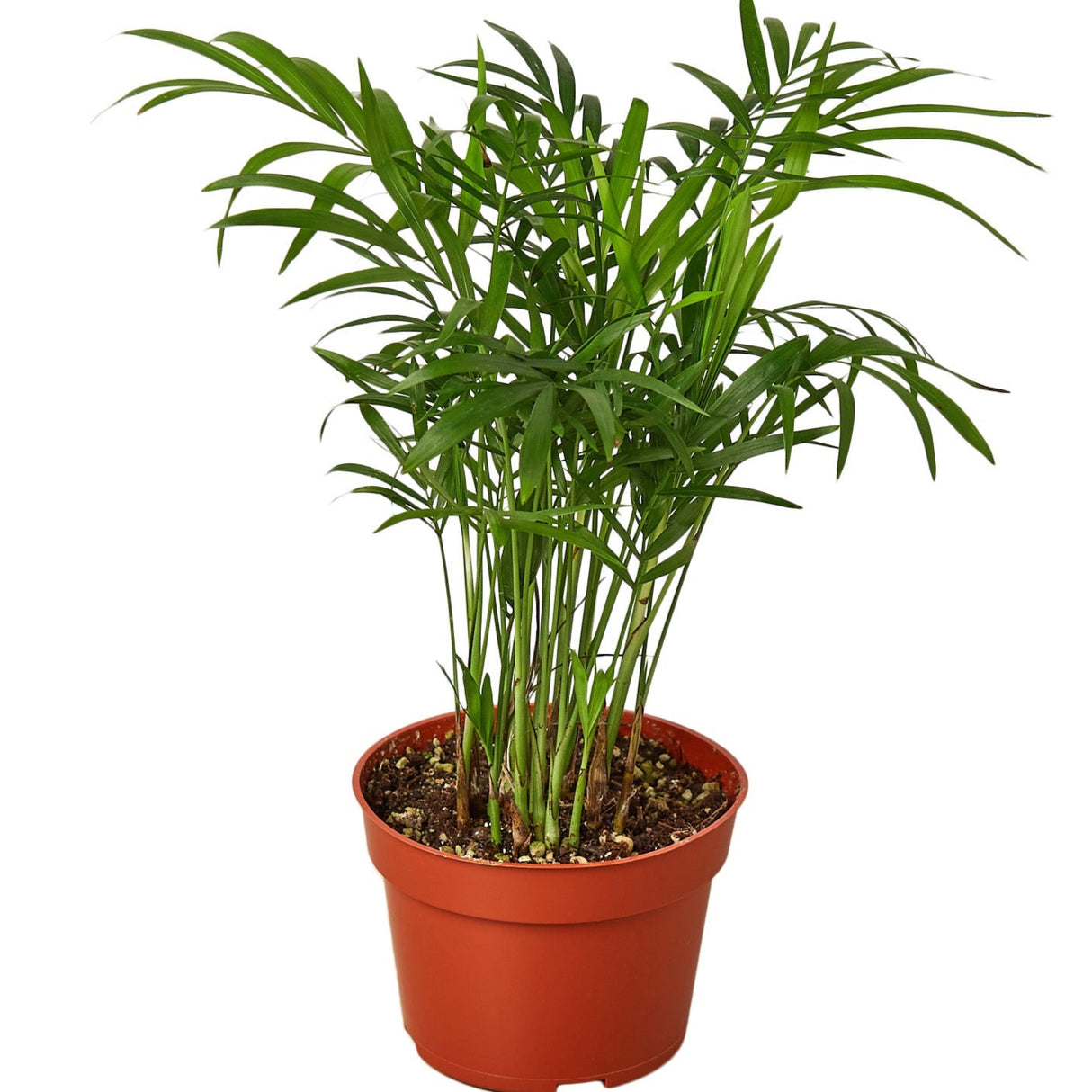 Parlor palm tree in nursery pot on white background
