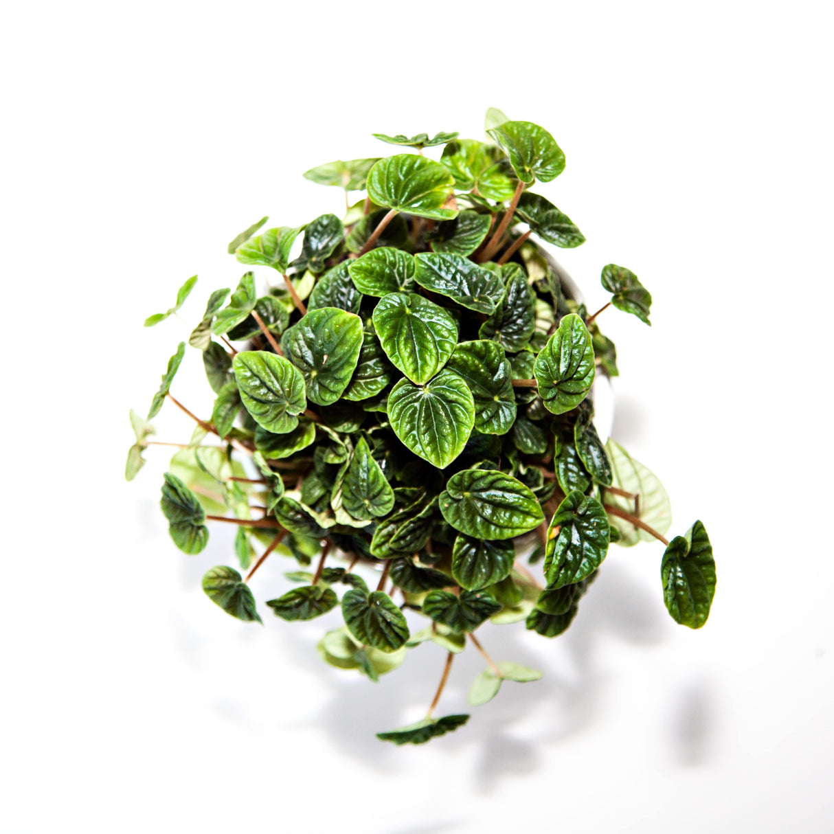 freshly watered peperomia ripple houseplant on white background from above. The sharpened image with wet leaves in bright light help showcase the ripples and texture in the foliage of this houseplant.