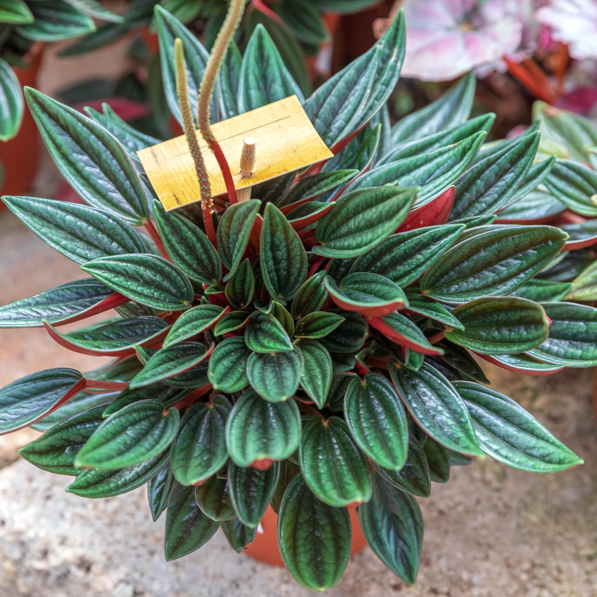 Peperomia Rosso Houseplant sitting on the ground with other blurred houseplants in the background