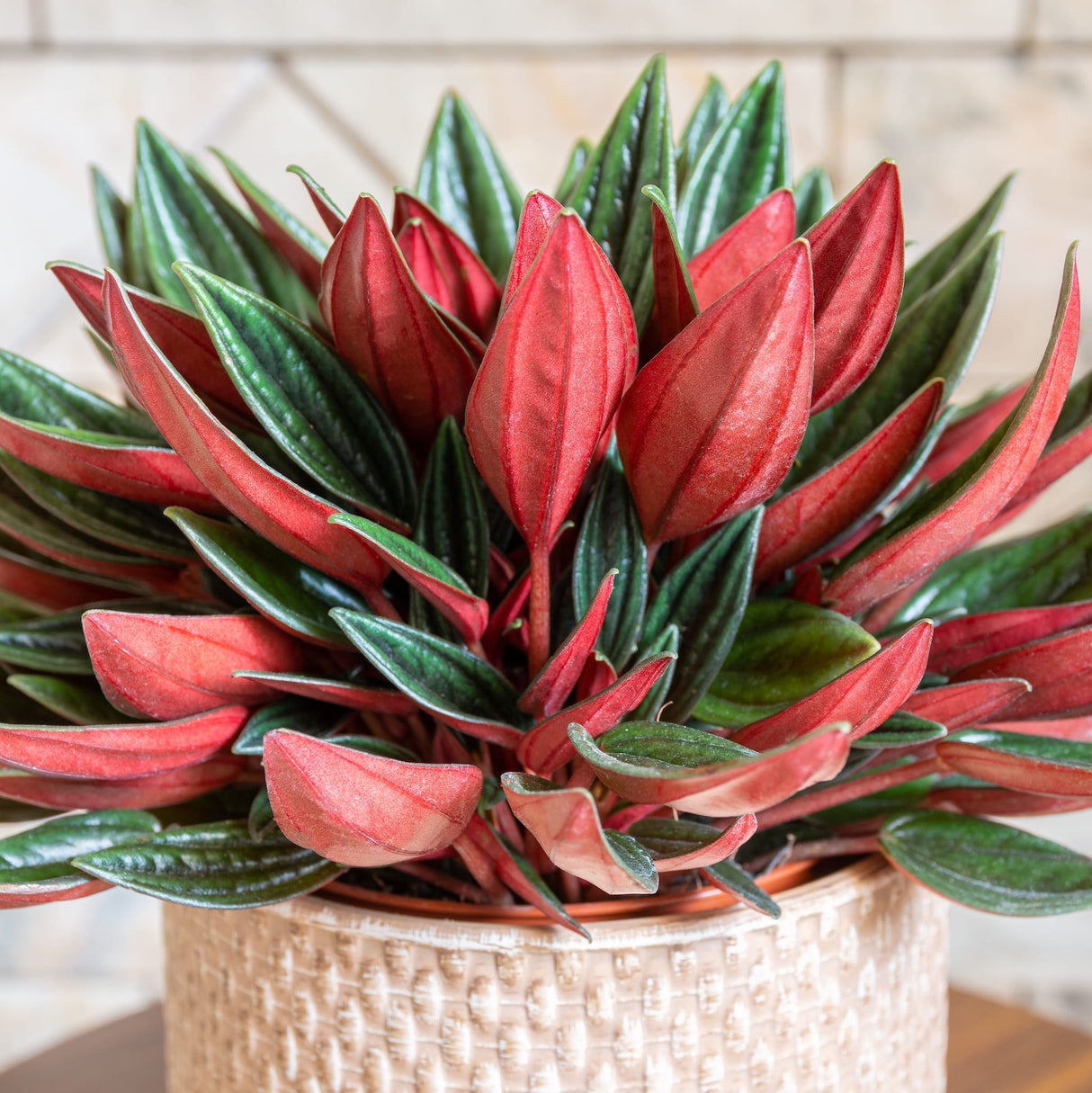 Peperomia Rosso Houseplant showcasing beautiful foliage that is green and textured on the top, and a boldly contrasting red below