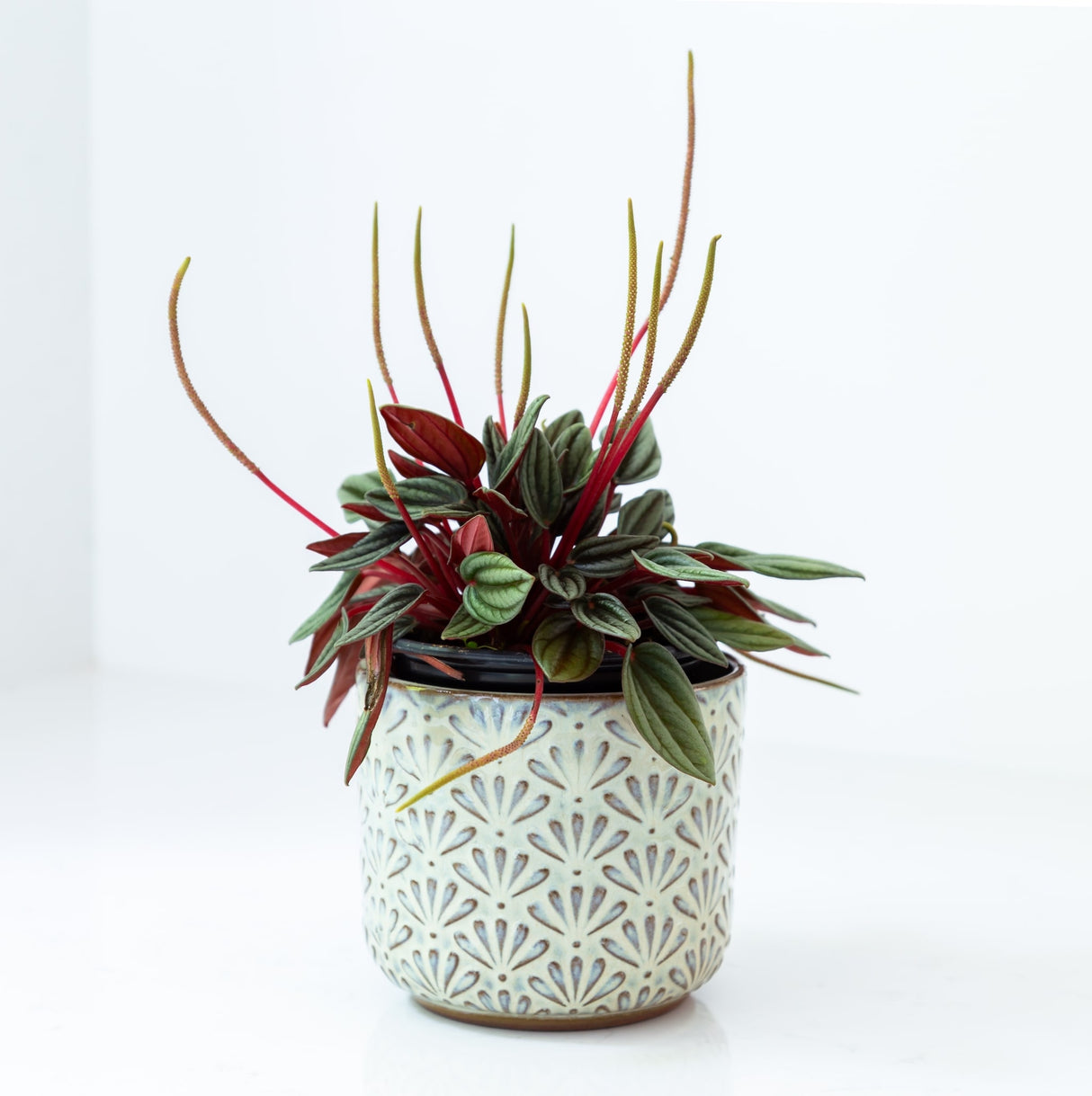 Peperomia Rosso Houseplant in glazed white planter on white background