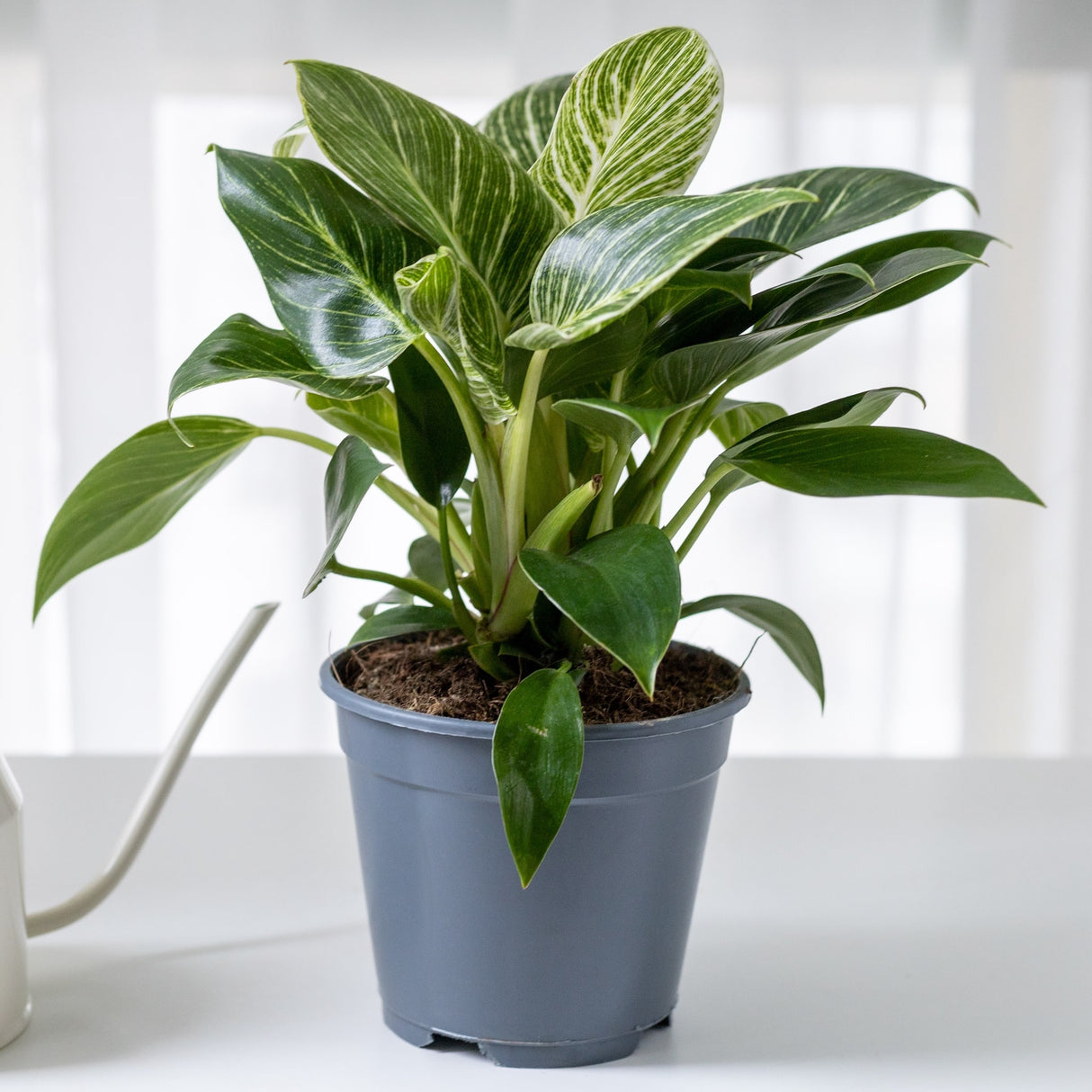 Philodendron ‘Birkin’ Houseplant in bluish grey nursery planter on white counter with part of a watering can showing