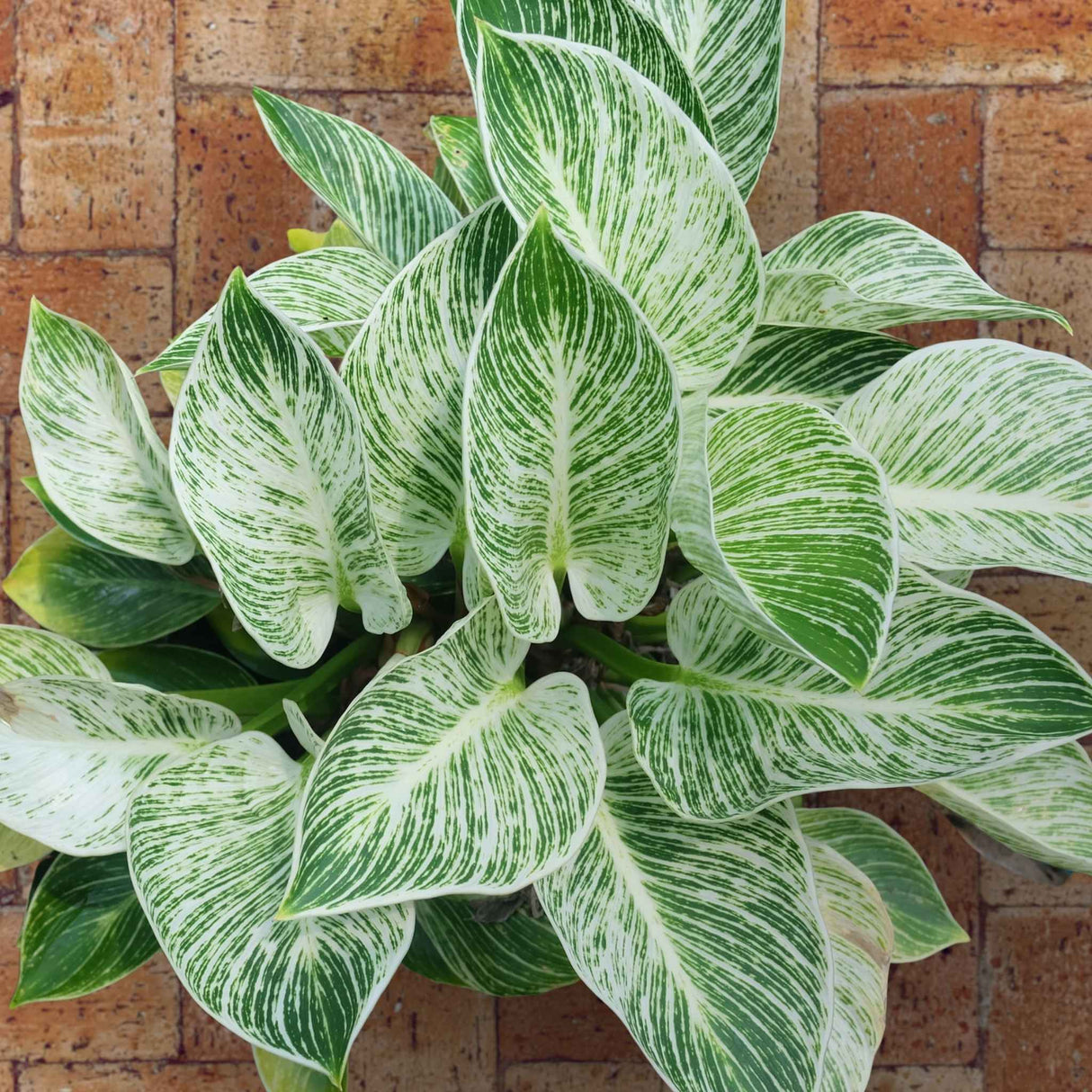 Philodendron 'Birkin'