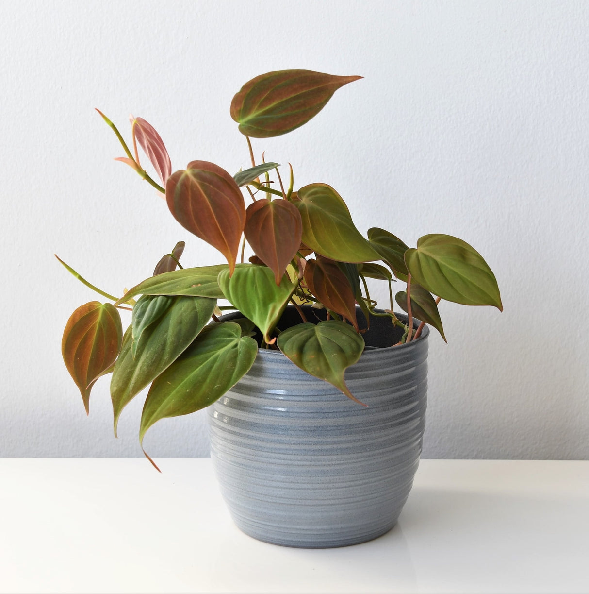 Philodendron 'Velvet'