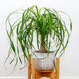ponytail palm houseplant in glazed planter in wooden stand