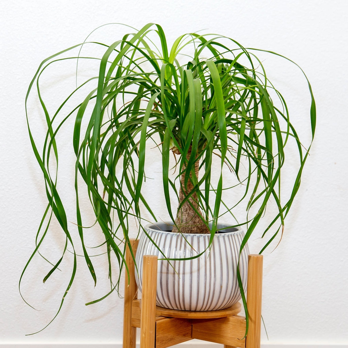 ponytail palm houseplant in glazed planter in wooden stand