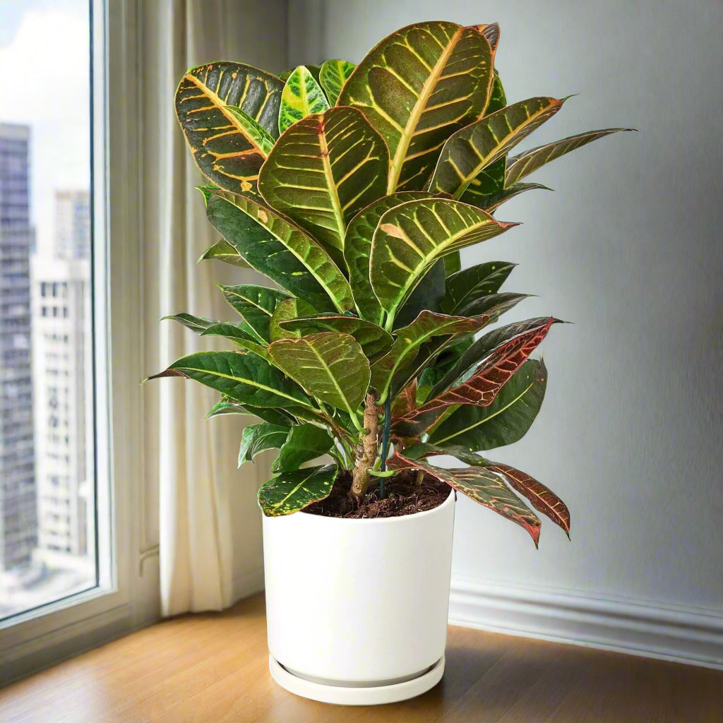 Croton Petra with broad, colorful green, yellow, and red leaves in a white pot by a window.