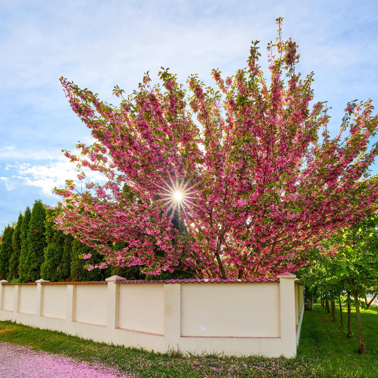 A bright and vibrant pink flowering tree behind a stucco fence, with sunlight piercing through and blue skies.