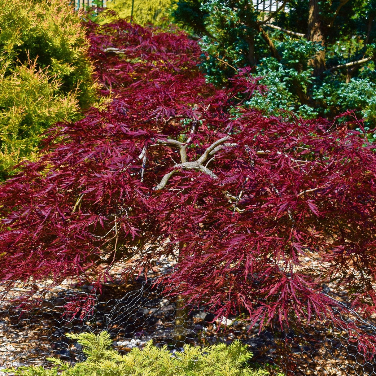 Red Dragon Japanese Maple Tree - NationwidePlants.com