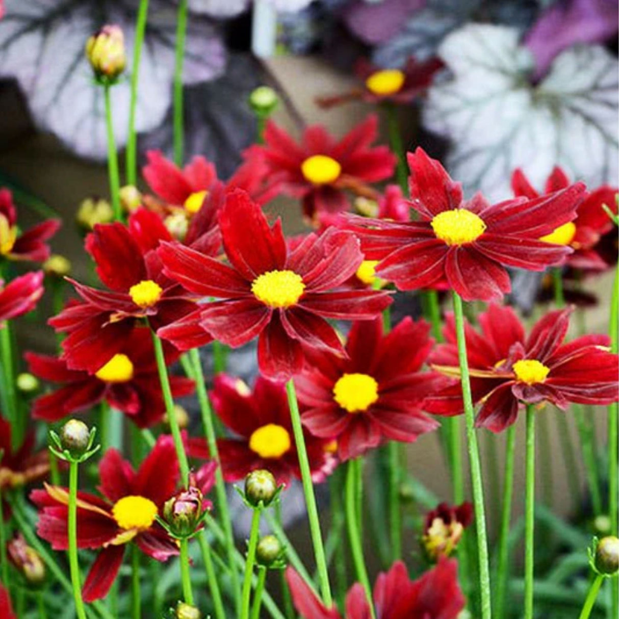 Red elf coreopsis flowers blooming in a field with blurred heuchera plants growing in the background.