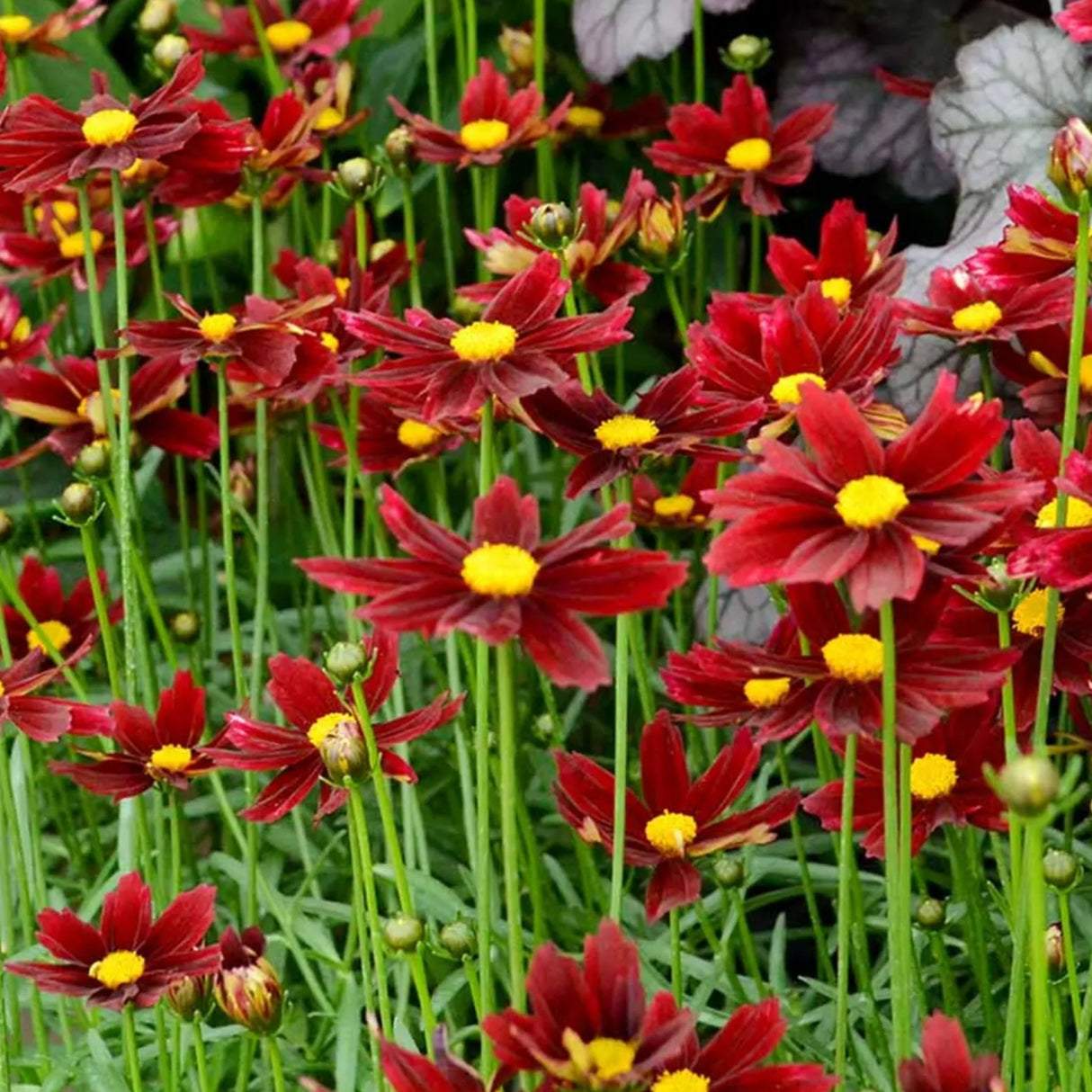 Red elf coreopsis flowers blooming in a field near another plant that has large white and purple foliage.