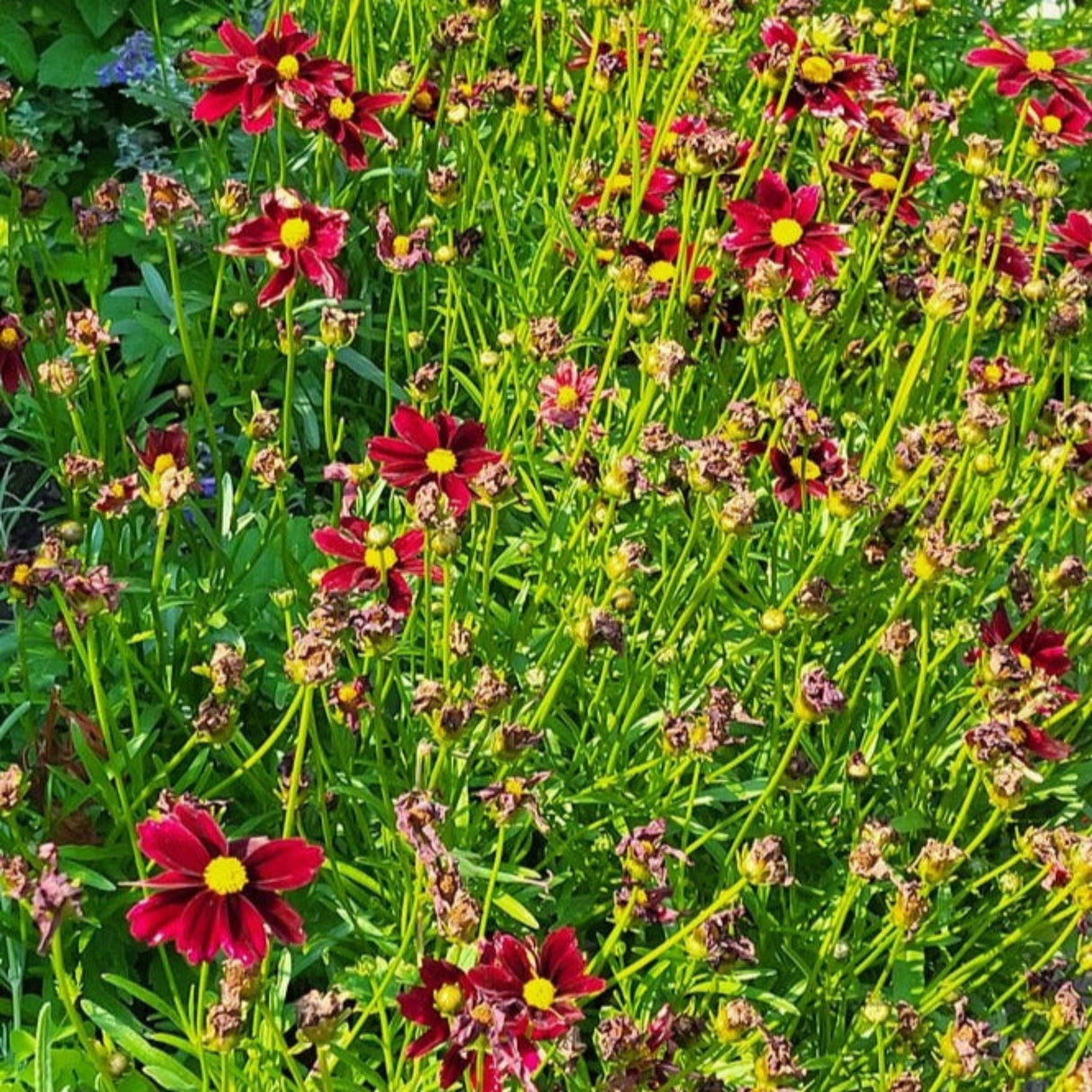 Red elf coreopsis flowers blooming in a field